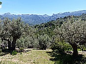 ID: 209: Wanderung / Deia - Port de Soller / 15.05.2018