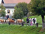 ID: 209: Almabtrieb / Kruen / 15.09.2018