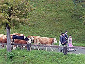 ID: 209: Almabtrieb / Kruen / 15.09.2018