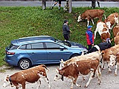 ID: 209: Almabtrieb / Kruen / 15.09.2018