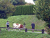 ID: 209: Almabtrieb / Kruen / 15.09.2018