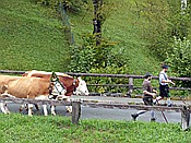 ID: 209: Almabtrieb / Kruen / 15.09.2018
