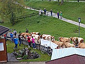 ID: 209: Almabtrieb / Kruen / 15.09.2018