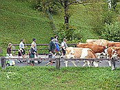 ID: 209: Almabtrieb / Kruen / 15.09.2018