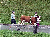 ID: 209: Almabtrieb / Kruen / 15.09.2018