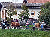 ID: 209: Almabtrieb / Kruen / 15.09.2018