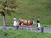 Foto SP_2018_09423: Almabtrieb / Kruen / 15.09.2018