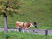 Foto SP_2018_09427: Almabtrieb / Kruen / 15.09.2018