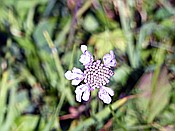 Foto SP_2018_09488: Wanderung / Schmalensee - Buckelwiesen - Kruen / 17.09.2018