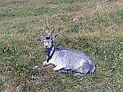 ID: 209: Wanderung / Schmalensee - Buckelwiesen - Kruen / 17.09.2018