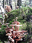 ID: 209: Wanderung / Schmalensee - Buckelwiesen - Kruen / 17.09.2018