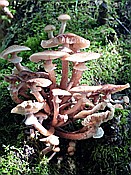 ID: 209: Wanderung / Schmalensee - Buckelwiesen - Kruen / 17.09.2018