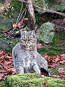 ID: 209: Tierfreigehege Lusen / Neuschoenau / 05.12.2018