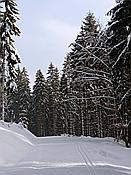 Foto SP_2019_02239: Schneewanderung / Neustadt am Rennsteig / 05.02.2019