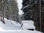 Foto SP_2019_02241: Schneewanderung / Neustadt am Rennsteig / 05.02.2019