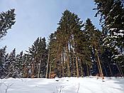 ID: 209: Schneewanderung / Neustadt am Rennsteig / 05.02.2019
