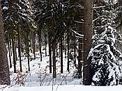 ID: 209: Schneewanderung / Neustadt am Rennsteig / 05.02.2019