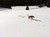 Foto SP_2019_02257: Schneewanderung / Neustadt am Rennsteig / 06.02.2019