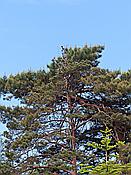 Foto SP_2019_06117: Rundgang / Pobierowo / 02.06.2019
