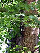 ID: 209: Wanderung / Pobierowo - Pustkowo - Trzesacz / 03.06.2019