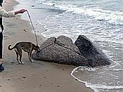 ID: 209: Strand / Pobierowo / 07.06.2019