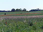 Foto SP_2019_06380: Wanderung / Talty - Skorupki / 09.06.2019