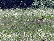 Foto SP_2019_06399: Wanderung / Talty - Skorupki / 09.06.2019