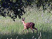 ID: 209: Wanderung / Luknajno / 10.06.2019