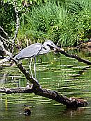 ID: 209: Wanderung / Krutyn / 11.06.2019
