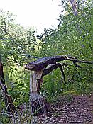 ID: 209: Wanderung / Krutyn / 11.06.2019