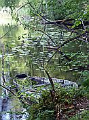ID: 209: Wanderung / Krutyn / 11.06.2019