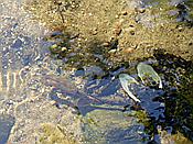 ID: 209: Wanderung / Krutyn / 11.06.2019