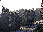 Foto SP_2020_01110: Winterwanderung / Oberhaverbeck / 02.01.2020