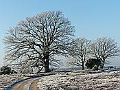 ID: 209: Winterwanderung / Oberhaverbeck / 02.01.2020