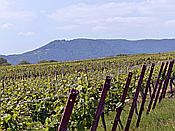ID: 209: Rundgang / Heuchelheim / 17.05.2020