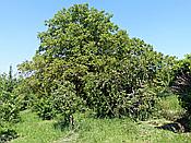 ID: 209: Rundgang / Heuchelheim / 17.05.2020