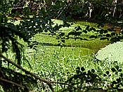 ID: 209: Altschlosspfad / Eppenbrunn / 18.05.2020