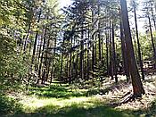 ID: 209: Altschlosspfad / Eppenbrunn / 18.05.2020