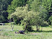 ID: 209: Wasserbüffel / Bundenthal / 21.05.2020