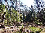ID: 209: Spaziergang / Eppenbrunn / 21.05.2020