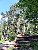 ID: 209: Spaziergang / Eppenbrunn / 21.05.2020