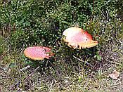Foto SP_2020_09554: Kleiner Arbersee / Lohberg / 29.09.2020