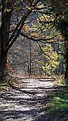 ID: 209: Wanderung Stille Winkel / Eppenbrunn / 14.11.2020