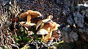 ID: 209: Wanderung Stille Winkel / Eppenbrunn / 14.11.2020