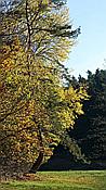 ID: 209: Wanderung Stille Winkel / Eppenbrunn / 14.11.2020