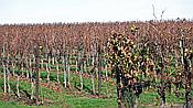 Foto SP_2020_11537: Weinberge / Heuchelheim / 14.11.2020