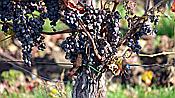 Foto SP_2020_11540: Weinberge / Heuchelheim / 14.11.2020