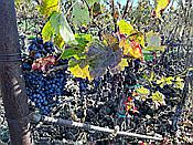 Foto SP_2020_11544: Weinberge / Heuchelheim / 14.11.2020