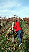 Foto SP_2020_11551: Weinberge / Heuchelheim / 14.11.2020