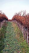 Foto SP_2020_11552: Weinberge / Heuchelheim / 14.11.2020